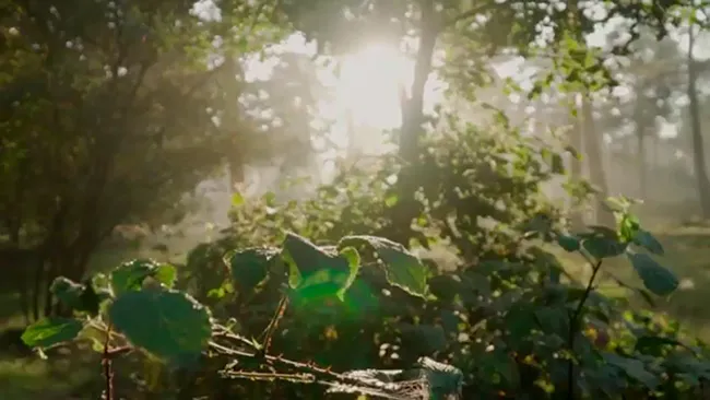 Close-up of forest leaves with sunlight, representing GoEko’s commitment to sustainability.
